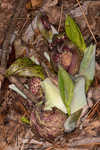 Skunk cabbage